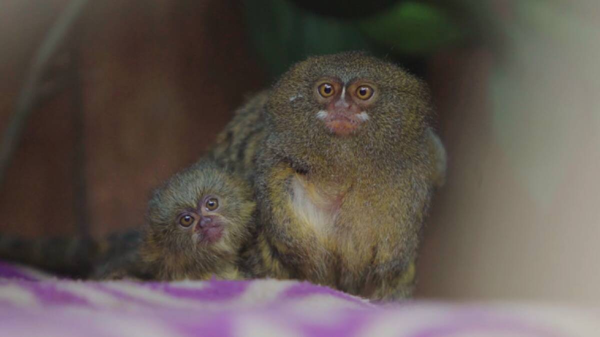One of the new baby pygmy marmosets with its parent.