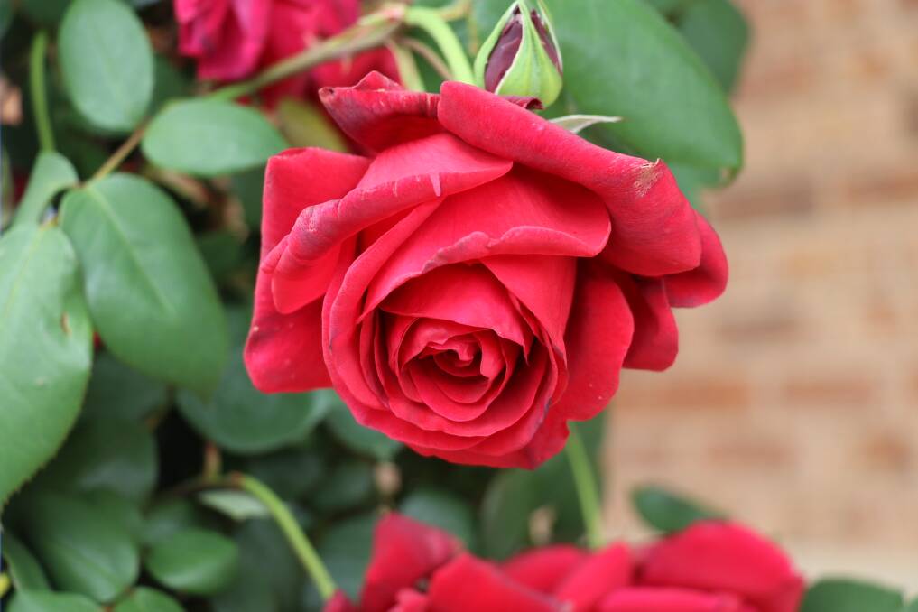 Robyn Rawlinson's rose.