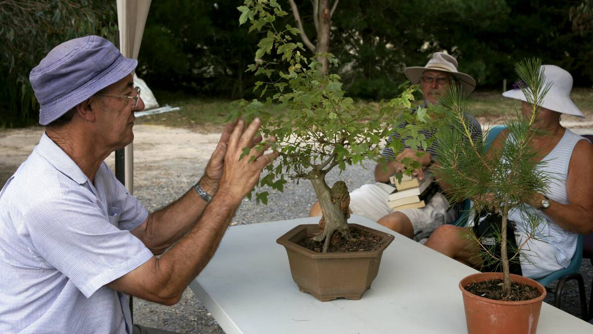MINIATURE MARVELS: Michael Basile discusses the finer points of Bonsai tree maintenance.