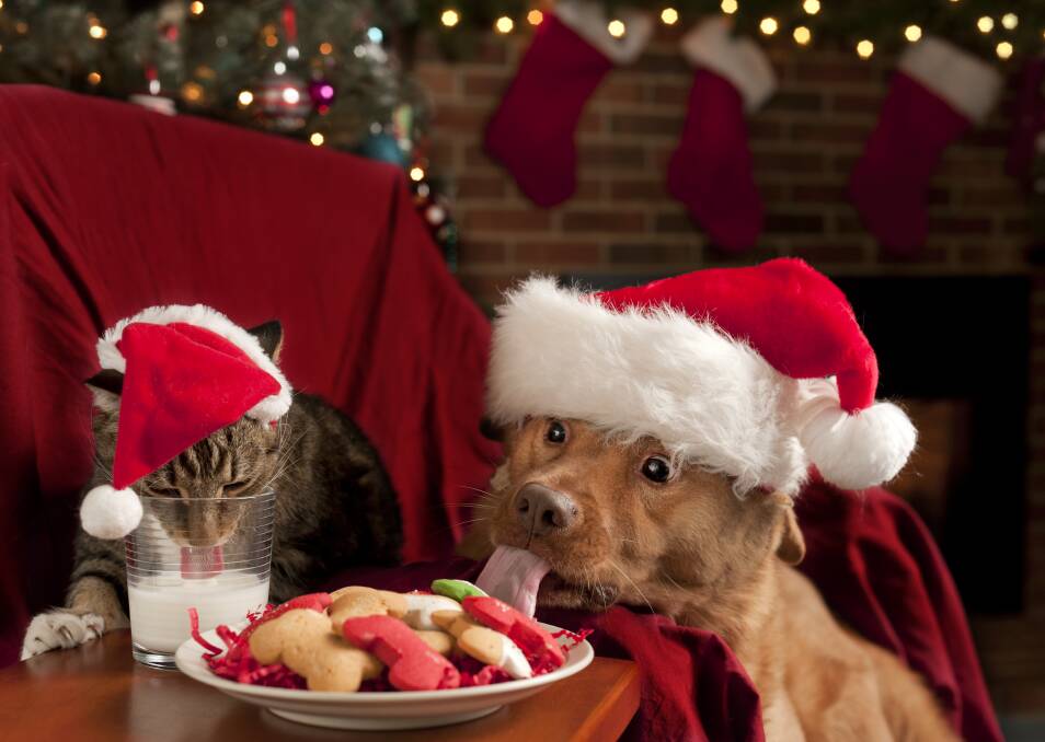 Make sure the treats your pets enjoy this Christmas won't do them any harm. Photo: Shuttestock