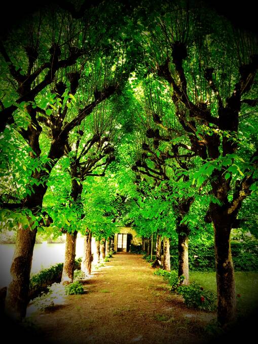 GREEN DREAM: An avenue of Pollard Trees leading to studio in the small village of Héricy Sur Seine, an hour south of Paris.