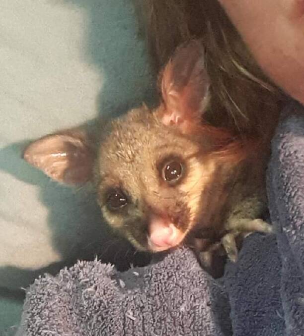On behalf of wildlife like Biggles, a possum who was orphaned when his mum died from rodenticide poisoning, please consider the use of poisons carefully.