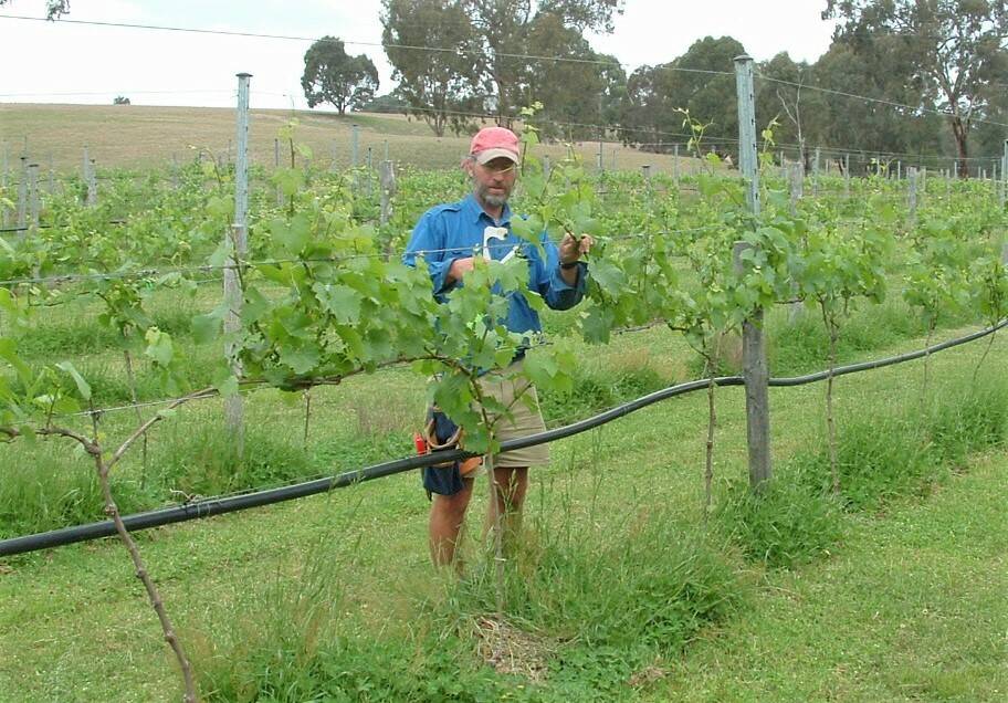 Danny Hansen deep in the vines at Yarralaw Springs late last year.