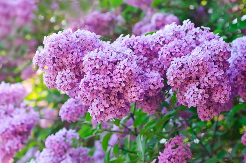 BLOOMING LOVELY: Extra points will be awarded for lilacs in this year's Lilac Festival garden competition, organisers say. Entries are open.