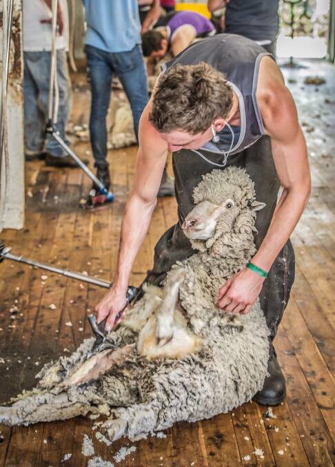 SHEEP'S BACK: The Quick Shear event is on again at Laggan Pub this Saturday afternoon.