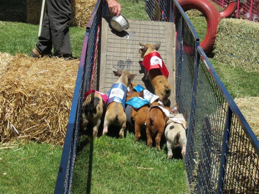 SQUEE!: The Laggan Pig Races are an annual crowd pleaser for young and old.