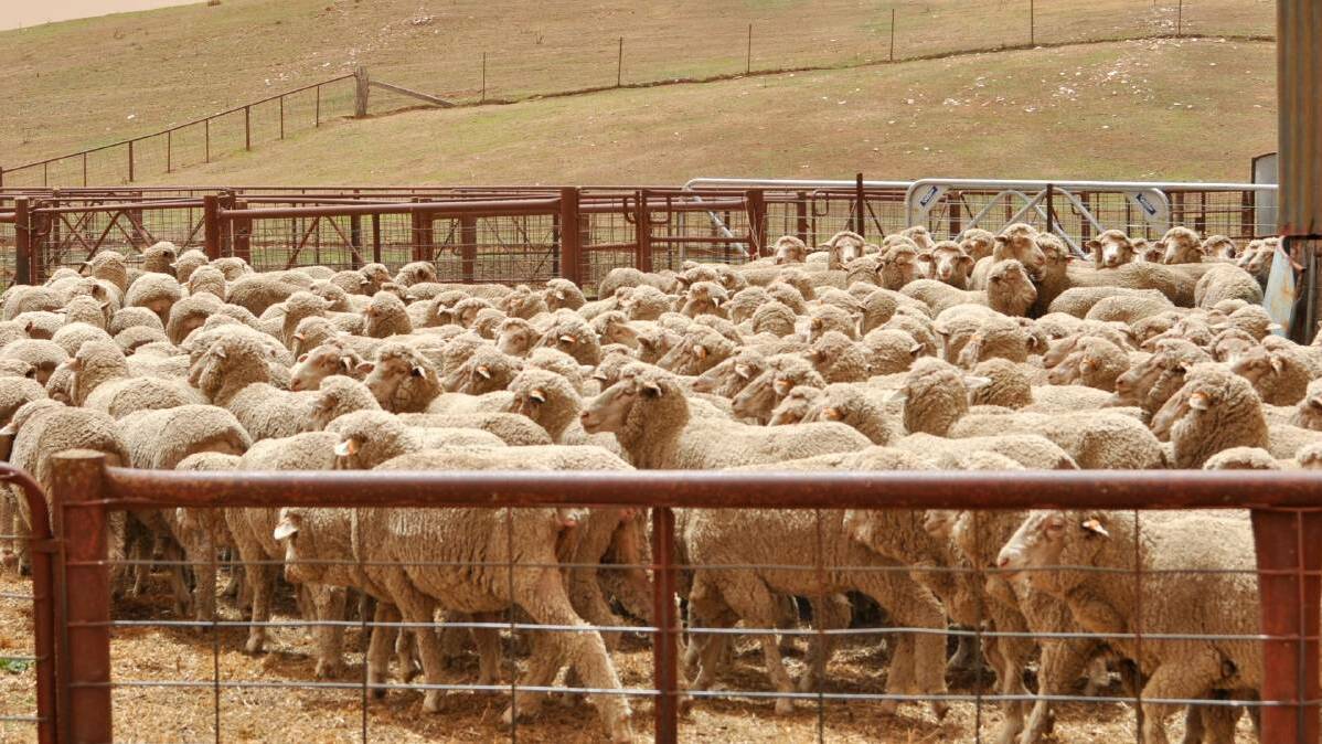 NSW farmers remain positive amid COVID-19 uncertainty