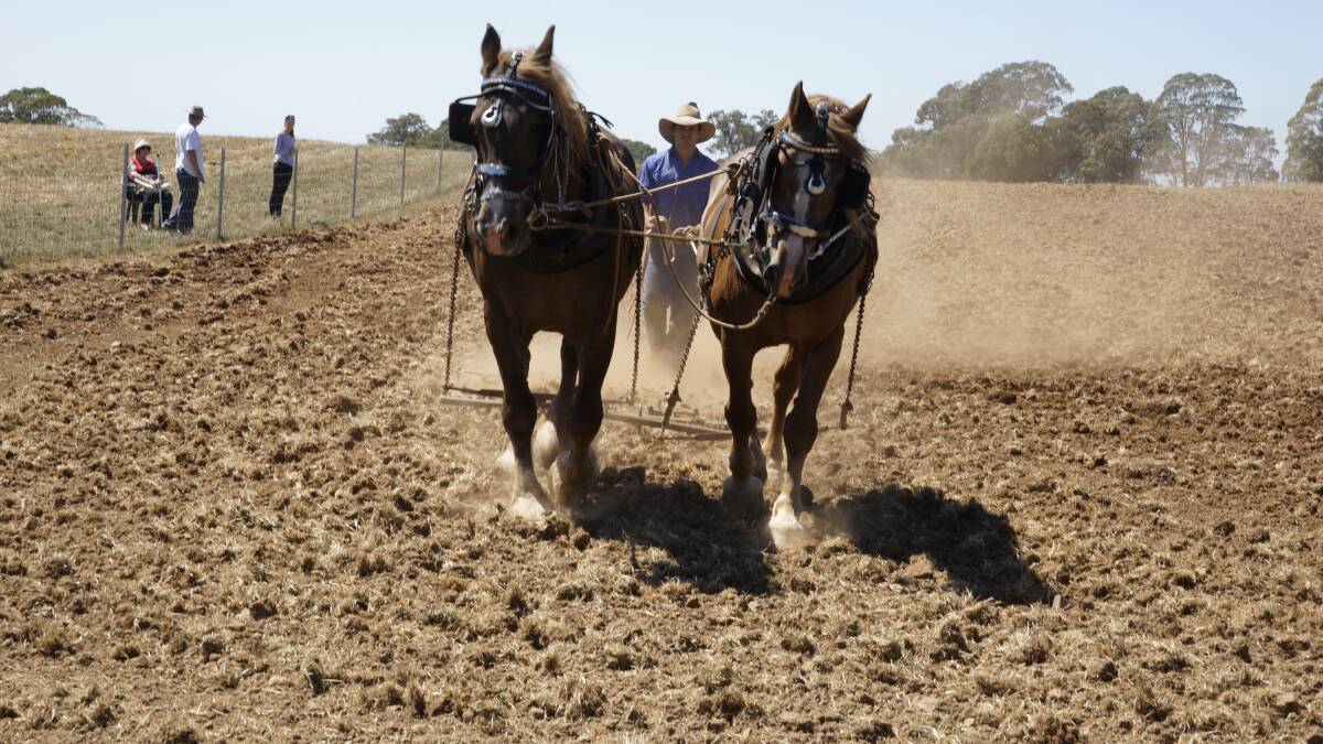 Heavy horse ploughing demonstration.