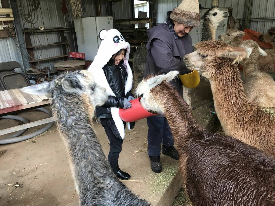 Andrea Cao and Susan Reynolds hand feeding alpacas.