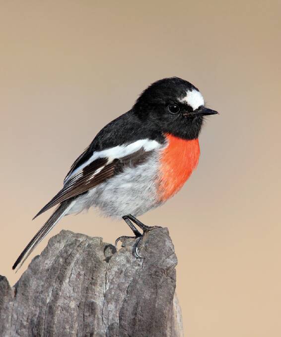 The scarlet robin is one of the threatened birds species found at Yass Gorge. Photo: Simon Bennet. 