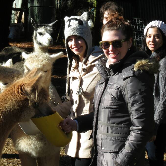 Alpaca Farm Experience