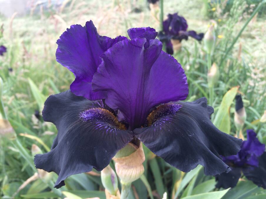 Like one of these? Some great Iris plants will be on sale at the Crookwell Garden Festival Plant Lover's Market! 