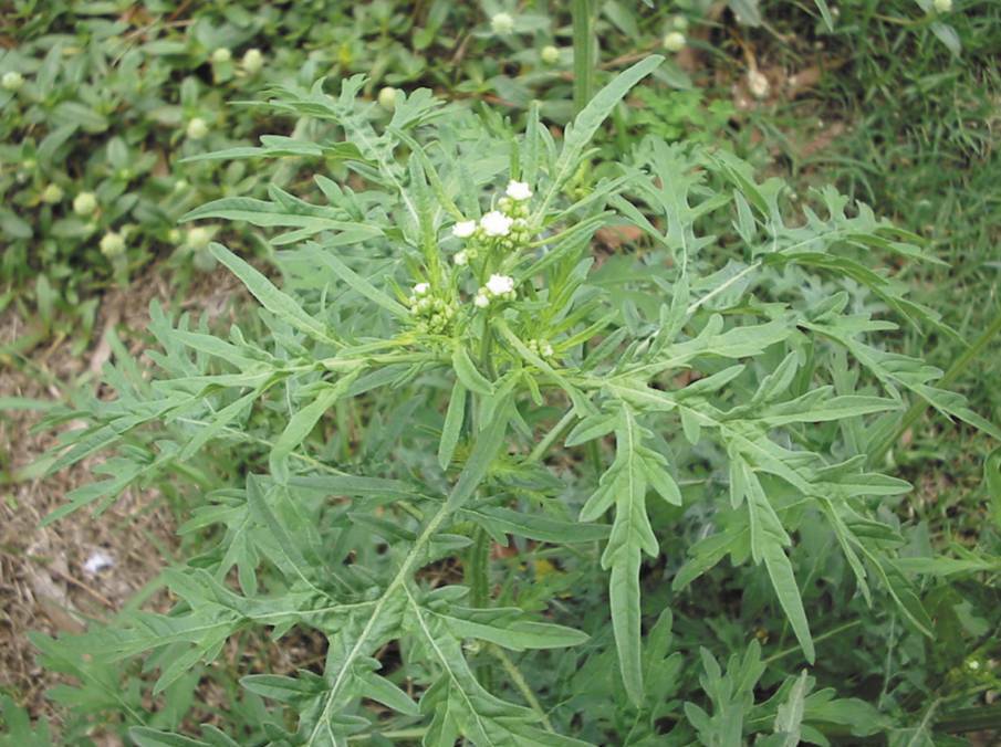Parthenium weed incursions have been identified in 15 regions of NSW.