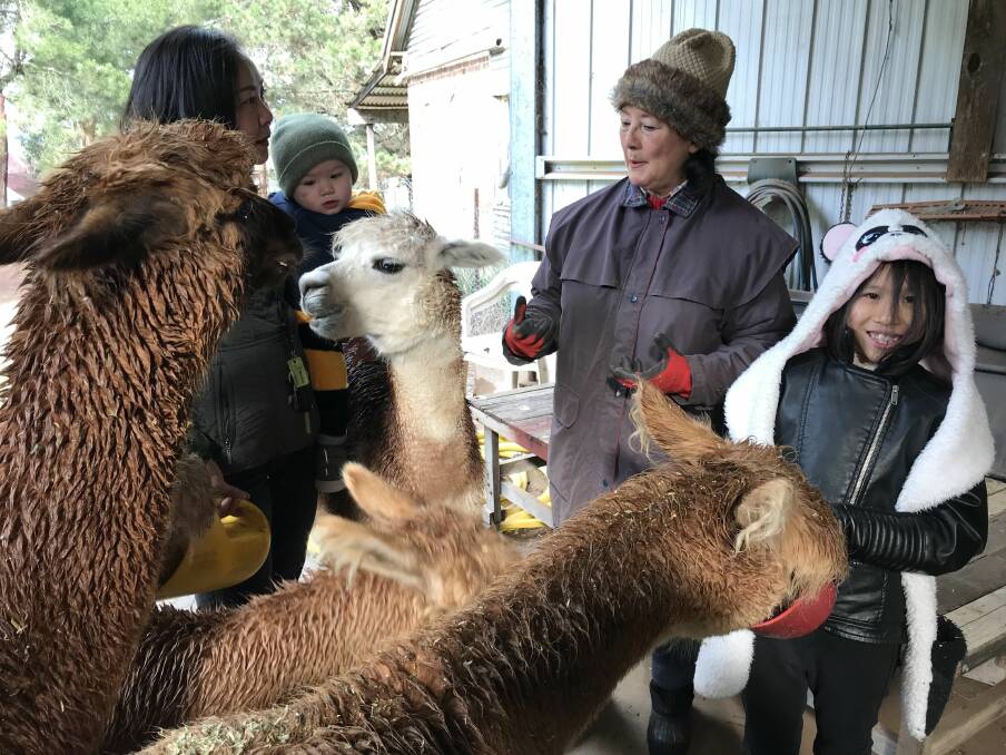 HERD MENTALITY: Susan Reynolds (centre) explains the complex social structure of an alpaca herd to Margaret Cao, Jasper Holmes and Andrea Cao.