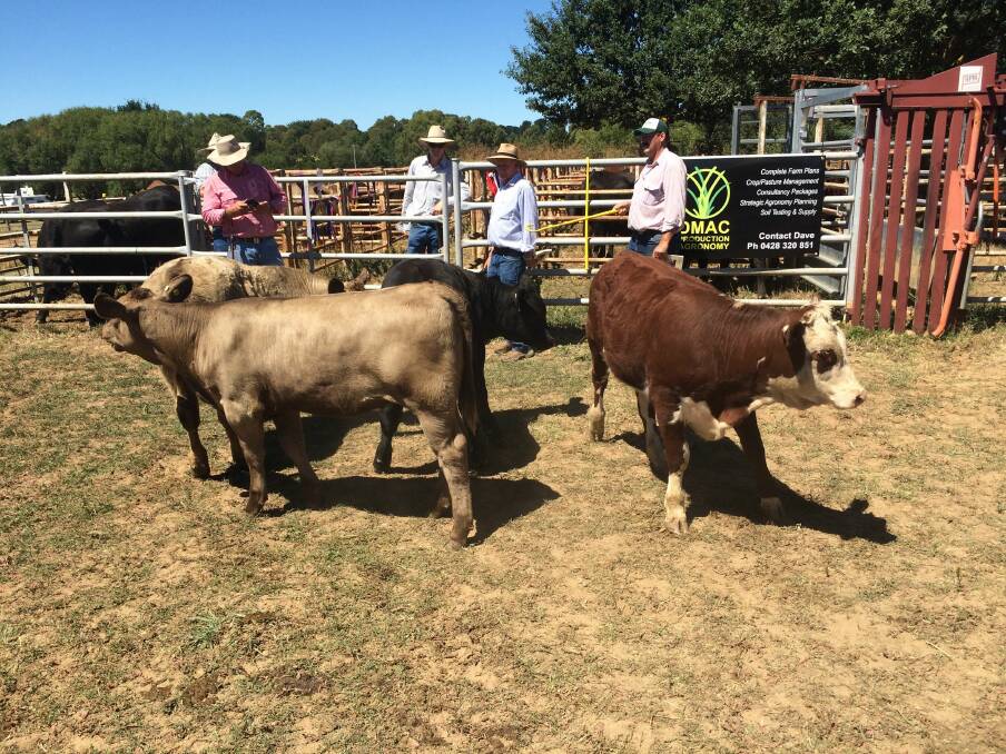 PASTORAL PURSUITS: The cattle show is an integral part of the Crookwell Show, to be held on February 9-10.