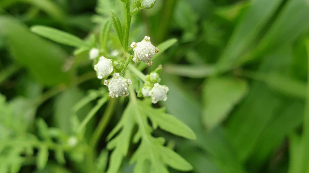 Parthenium weed spreads rapidly, is dangerous to grazing animals and reduces crop and land values.