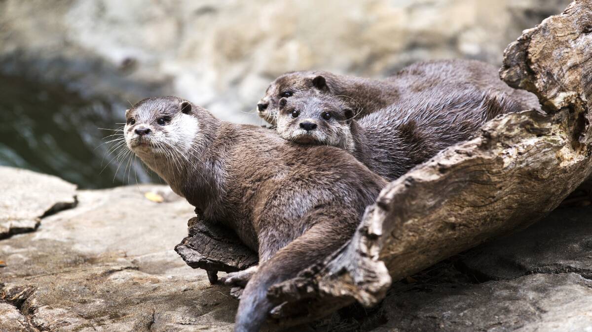 The zoo's otter family. Photo: National Zoo and Aquarium.