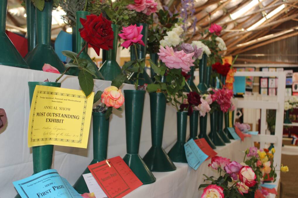 There was strong competition in the rose section in the pavilion. Noeline Cosgrove’s rose has the yellow certificate for the outstanding flower of the show. 