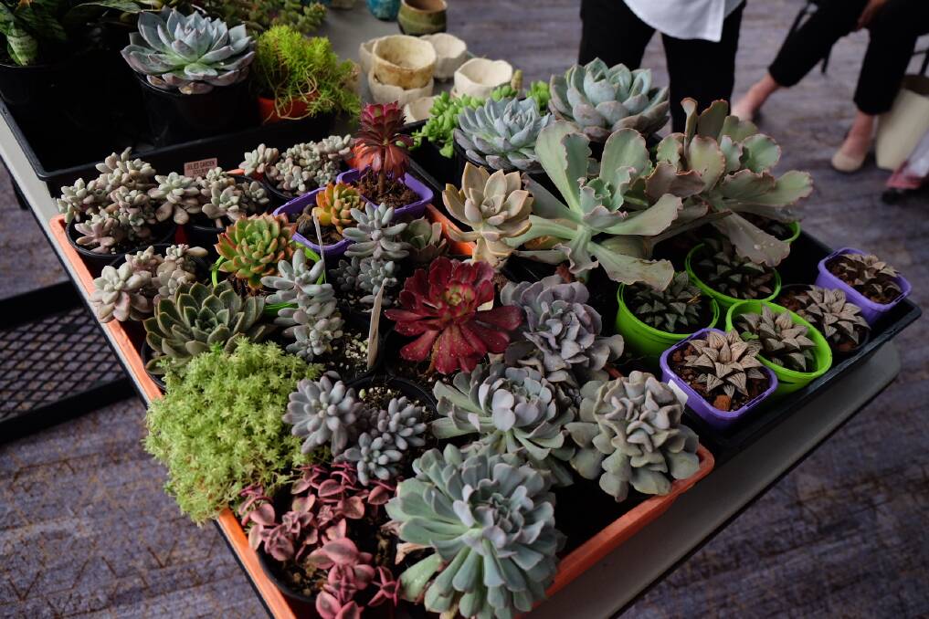 Special guest Jule Geale tempted members with her big selection of succulents for sale at the meeting.
