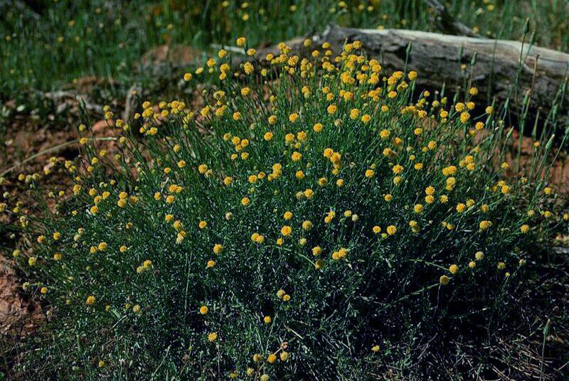 Yellow burr-daisy is one of the species in the critically endangered natural temperate grassland of the south eastern highlands, found at Yass Gorge. Photo: D Hardin
