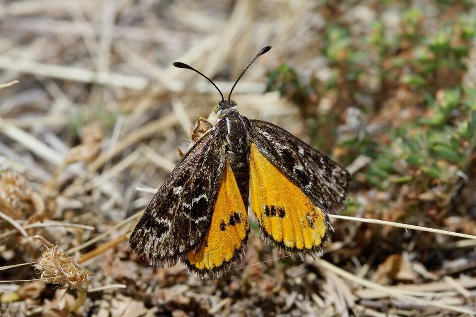 The critically endangered golden sun moth. Photo: Simon Bennet
