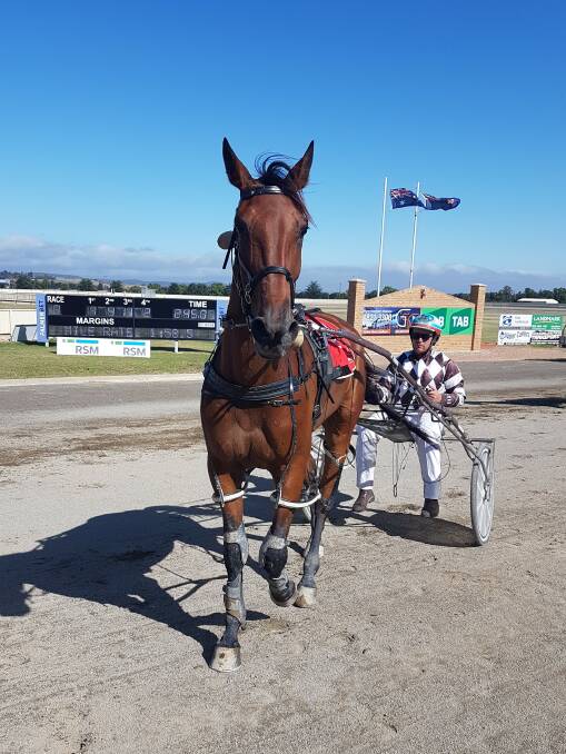 Local runner: Stanley Ross Robyn, who is trained by David Hewitt and is one of two locally trained horses engaged in this year's Goulburn Cup. Photo: Supplied.