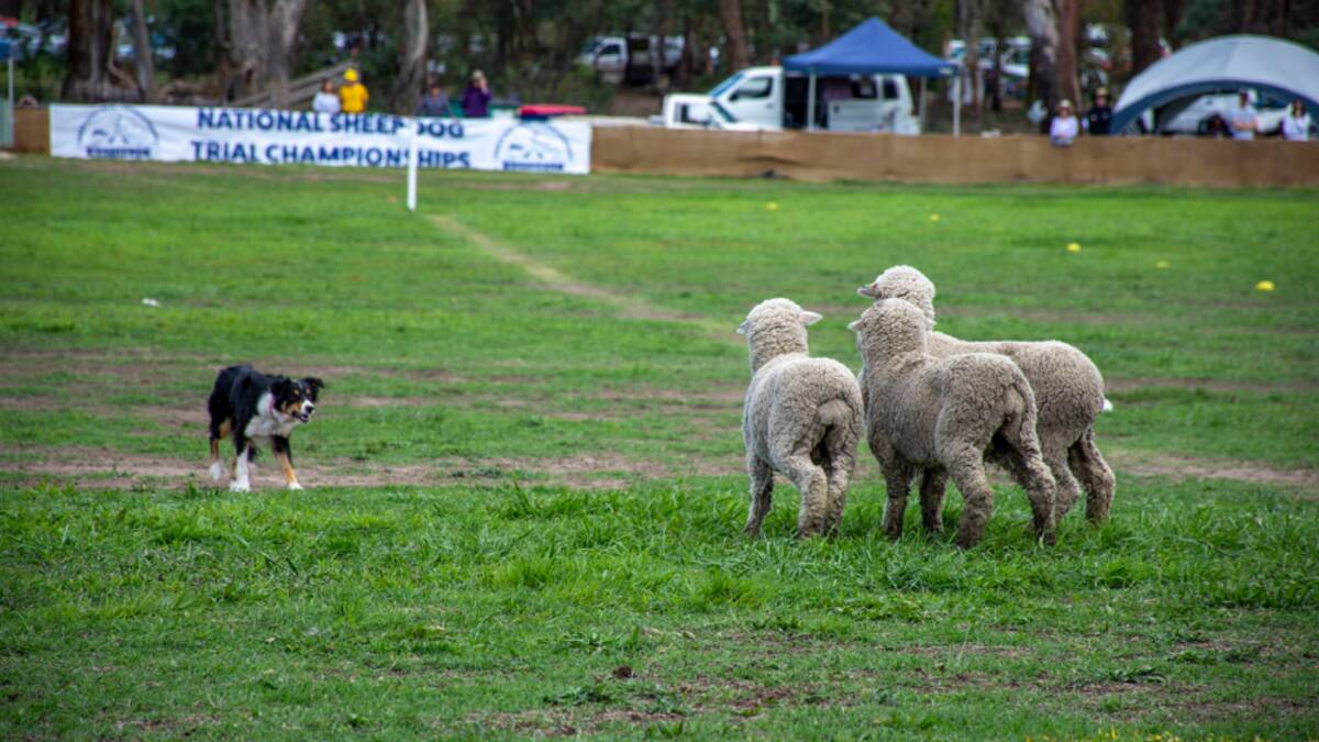 Focused: The trials will showcase the skill and communication skills between the dogs and their trainers. Photo: National Sheep Dog Trial Championships. 