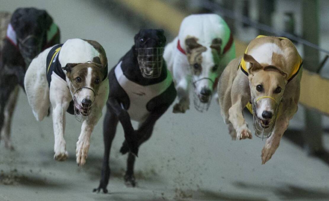 Up and away: The Goulburn Greyhound Racing Club will host heats and a regional final of the Million Dollar Chase this year.