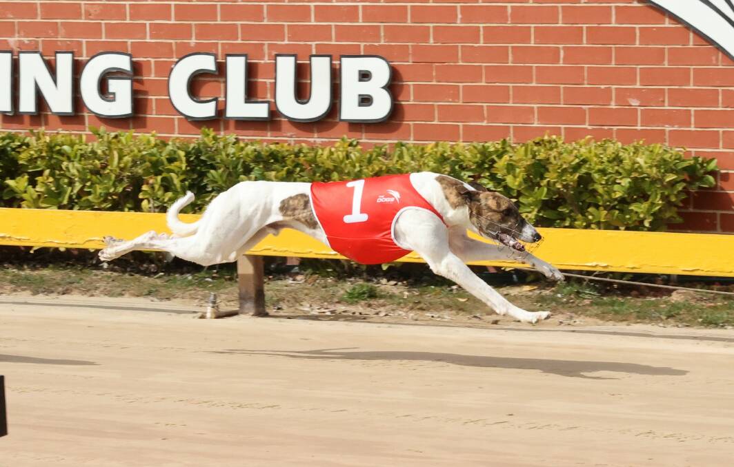 On the line: Poppy Jack was the most impressive dog on display at Goulburn last week. Photo: Supplied.