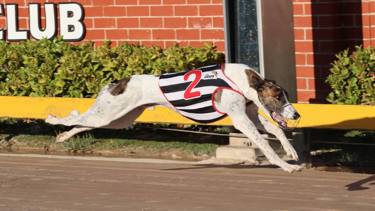 Well-named: Wow has lit up the Goulburn Greyhound Race Club's track for more than half a decade now, and is a deserving favourite going into this weekend's final. Photo: Supplied.
