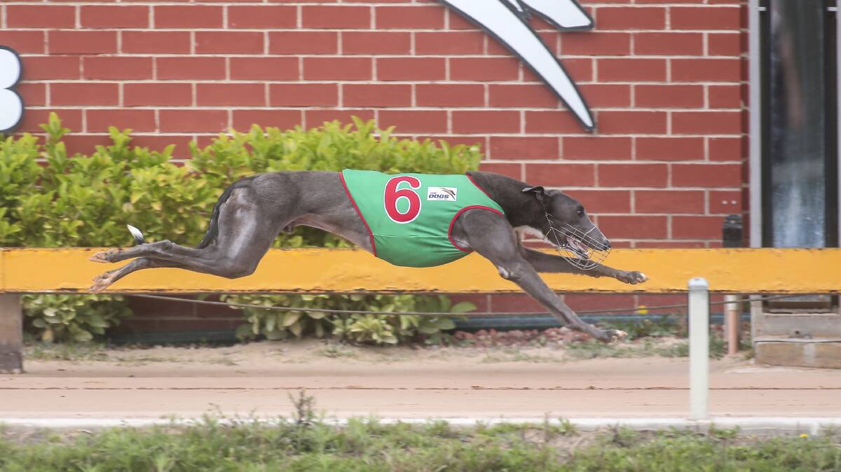 Fernando Drums will be the dog to beat in tomorrow's Goulburn Cup. Photo: Supplied.