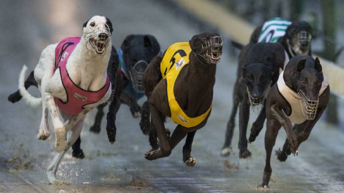 On track: Goulburn will host heats and a regional final of the world's richest greyhound racing series this September. Photo: Greyhound Racing NSW.