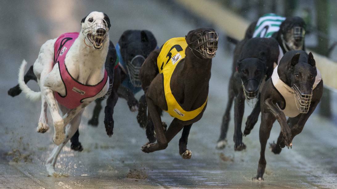 Running for now: The Goulburn Greyhound Racing Club's future is uncertain amid the coronavirus pandemic. Photo: Supplied. 