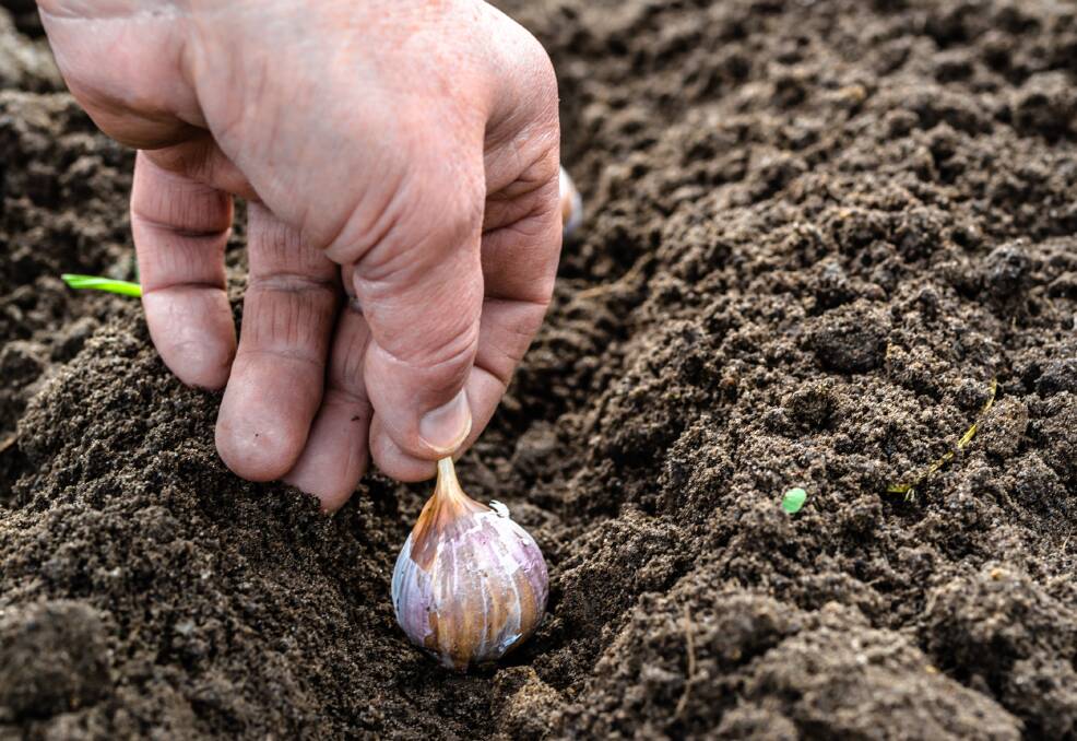 Get your garlic in the ground for spring.