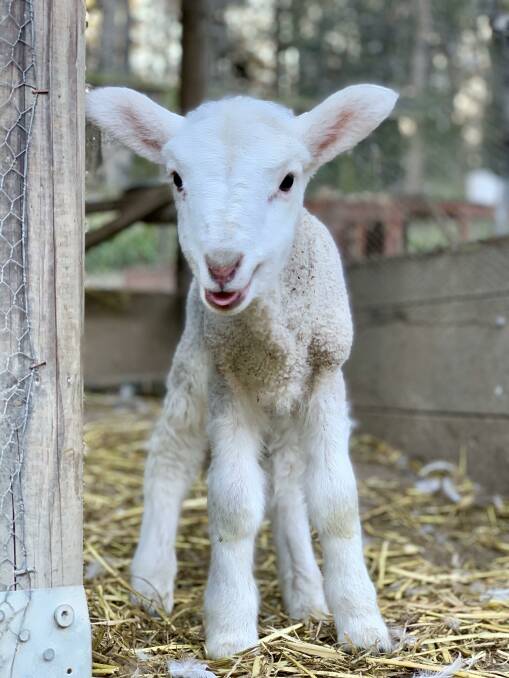 Larry the lamb and his heart-melting smile. 