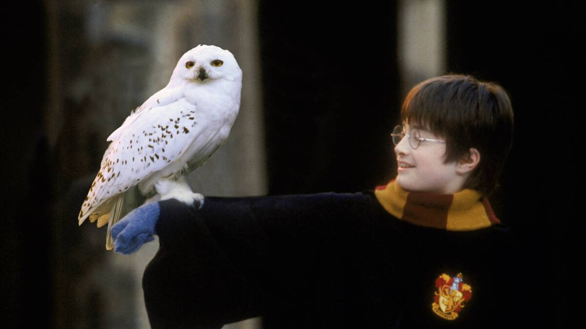 Harry Potter and The Philosopher's Stone: Saturday July 6, from 4pm for 6.30pm screening, Veolia Arena, 45 Braidwood Road. Free entry. Screening and games!