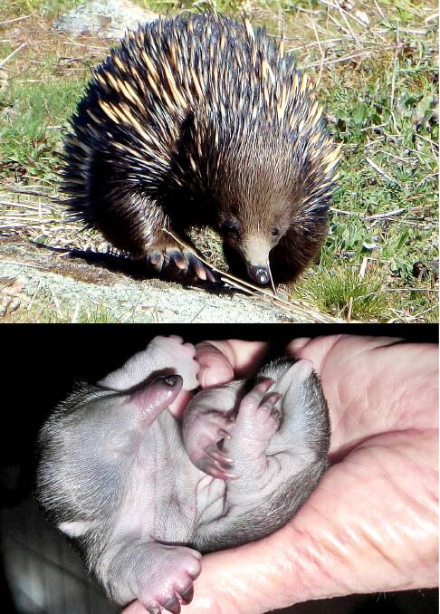 An adult echidna and a puggle. File picture