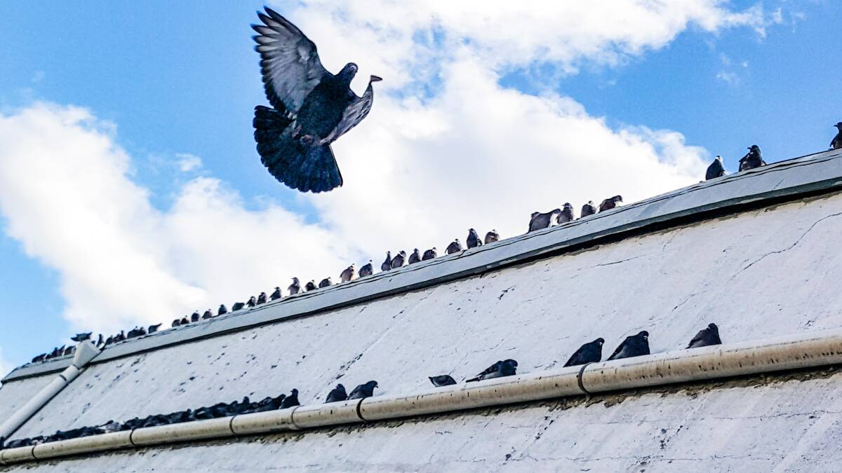 BOMBS AWAY: Large numbers of pigeons congregating on city buildings like this is becoming a problem for ongoing maintenance. Photo: roxcaba
