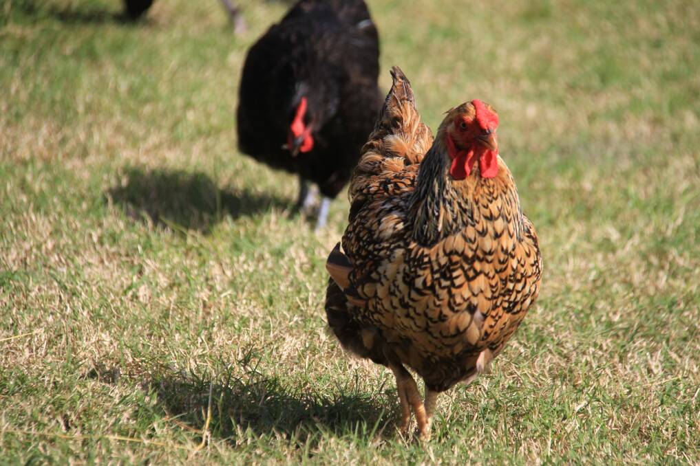 Poultry Fanciers Auction: This Sunday morning, Goulburn Showground, Braidwood Road.