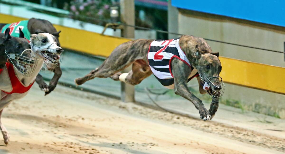 WINNER: Quoted Dynasty scored for Denice Warren recently. The Goulburn trainer should enjoy home track success on Tuesday. Photo: thedogs.com.au