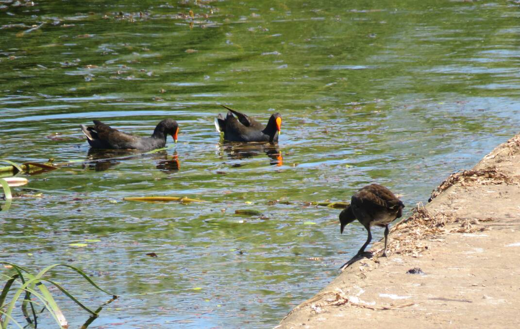 A family of Dusky Moorhens, a hen-like wading bird, play at the weir. 