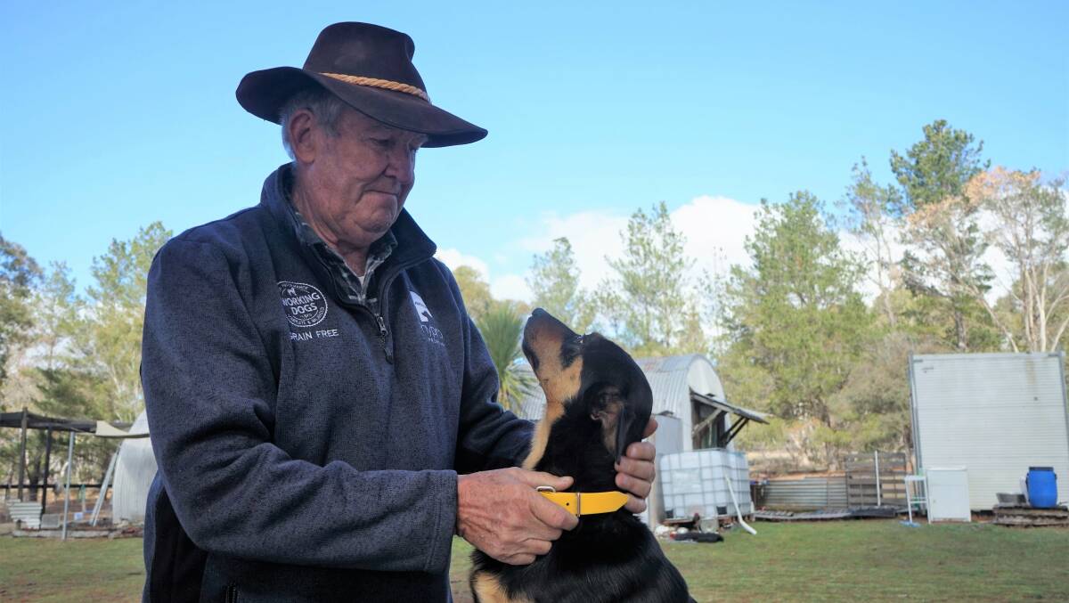 Bow-wow down: It's a new ball game for rural Australia, says working dog trainer Tony Mulvihill, pictured here with Sammy, 3. Photo: Clare McCabe