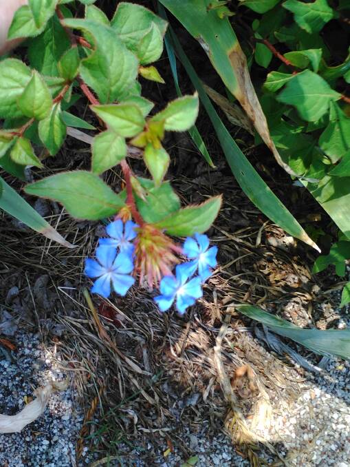 Ceratostigma willmottianum (Chinese plumbago), an ornamental deciduous shrub to one metre, flowering with eye catching bright azure flowers. Photo supplied