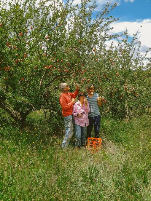 Apples ready for harvest on Tallong's heritage apple trees. Photo supplied
