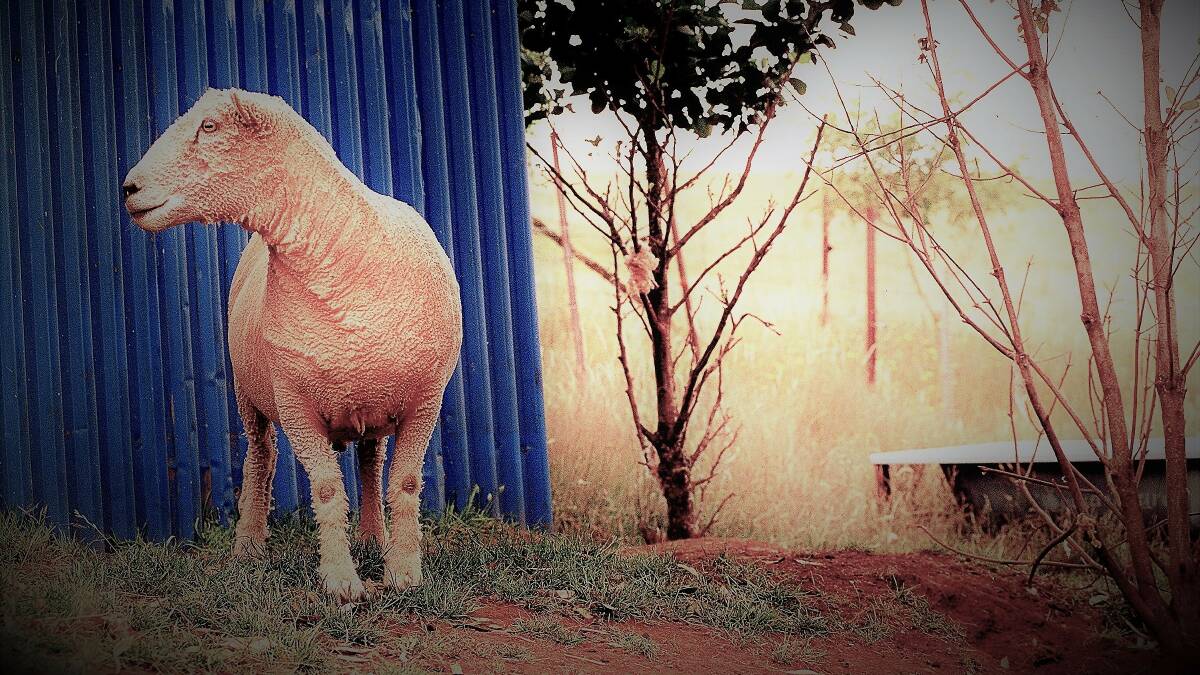 A letter-writer has expressed her disgust at farm sector and government complicity in mistreatment of sheep during live export. Photo: Erin Jonasson