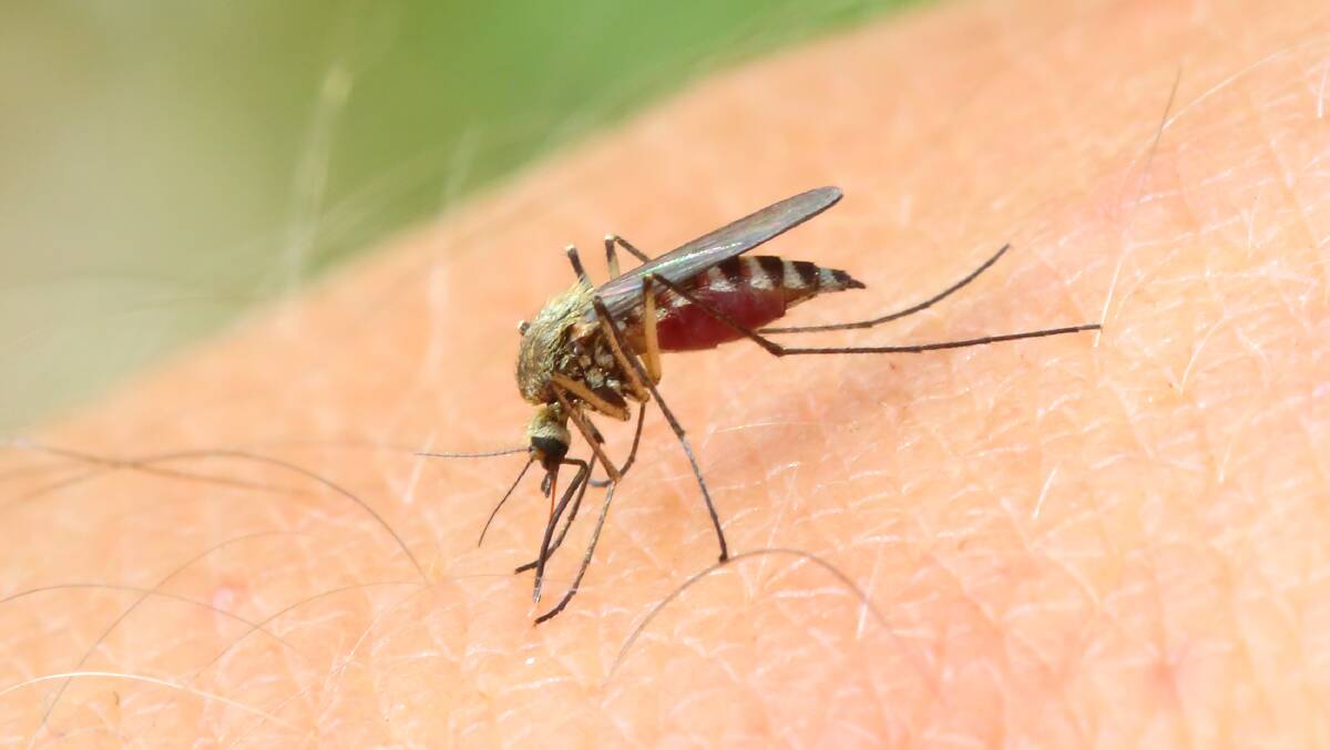A Goulburn man was hospitalised after contracting Japanese encephalitis. Picture: Shutterstock