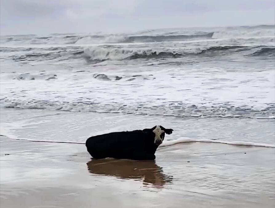 This calf from Mondrook was washed up on Old Bar Beach during the floods. Photo: Dr Rob Brudar, Taree Veterinary Hospital