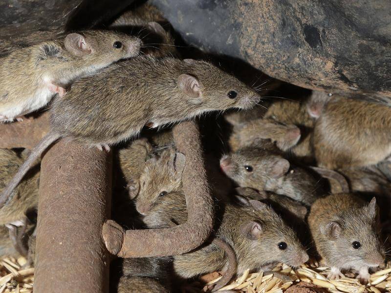 NSW farmers battling a devastating mouse plague for months can now access financial support.