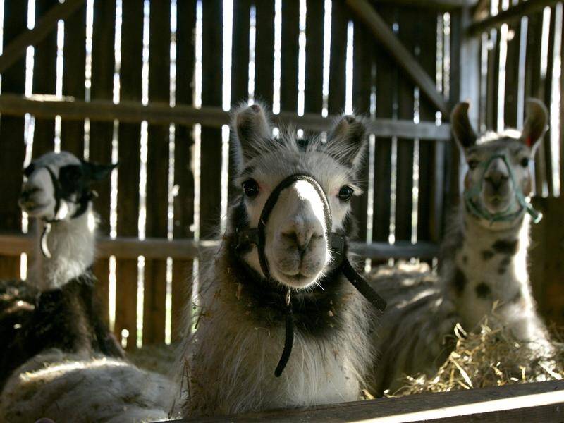 Antibodies from llamas can blunt the virulence of coronavirus infections, Belgian researchers say.