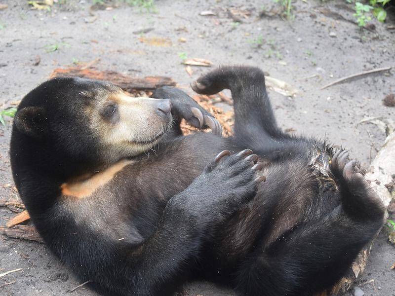 Australian vets will operate on Indonesia's sun bear Hitam to relieve his excruciating bowel pain.
